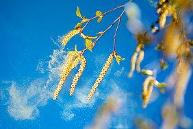 Die Pollen einer Birke verteilen sich in der Luft.